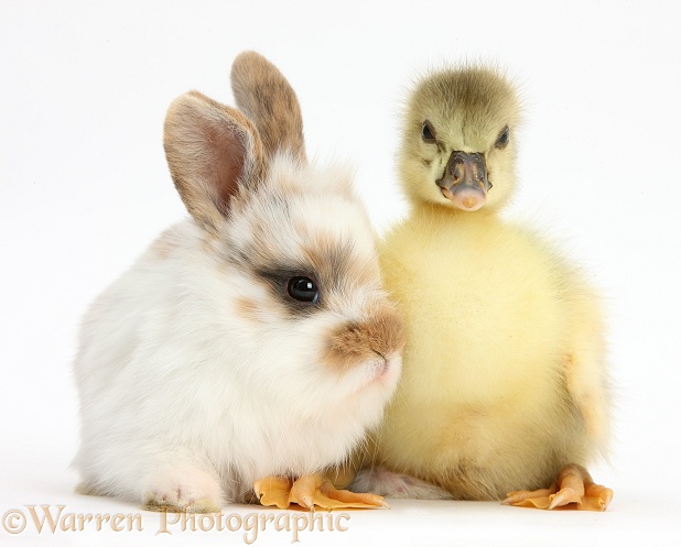 Cute Gosling and baby bunny, white background