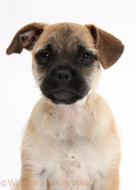 Jug puppy (Pug x Jack Russell), 9 weeks old, white background