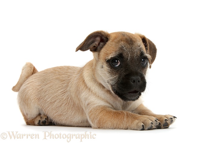 Playful Jug puppy (Pug x Jack Russell Terrier), 9 weeks old, white background