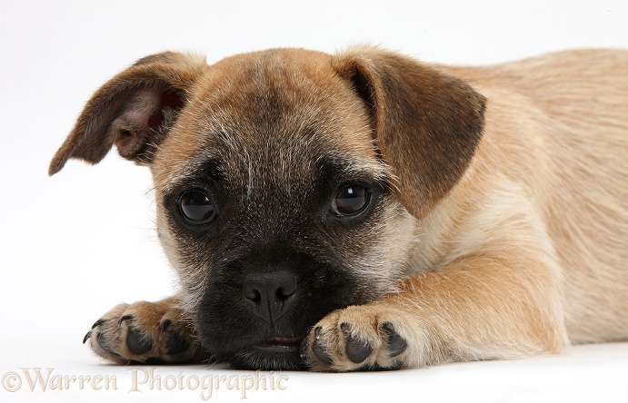 Jug puppy (Pug x Jack Russell Terrier), 9 weeks old, lying with chin on floor, white background