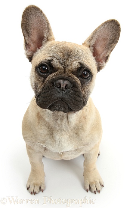 French bulldog images by Warren Photographic, p1