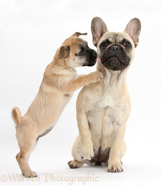 Playful Jug puppy (Pug x Jack Russell Terrier), 9 weeks old, and French Bulldog, white background