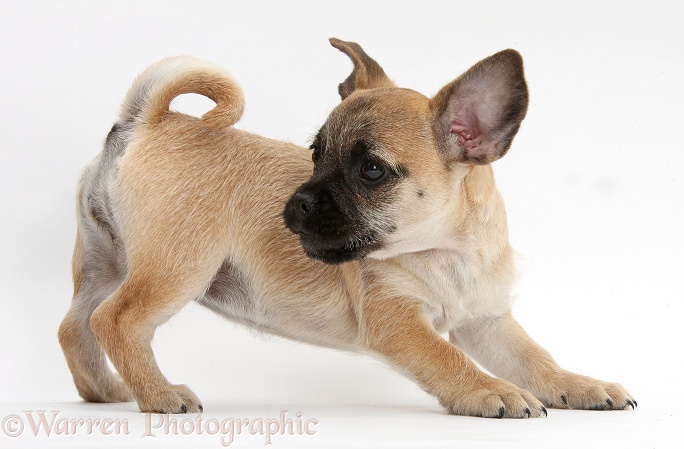 Playful Jug puppy (Pug x Jack Russell Terrier), 9 weeks old, white background