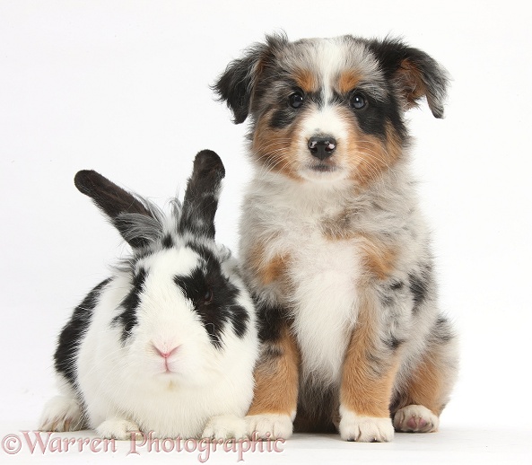 Mini American Shepherd puppy with black-and-white rabbit, Bandit, white background