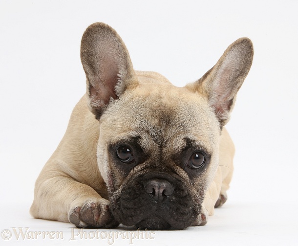 French Bulldog lying with chin on the floor, white background