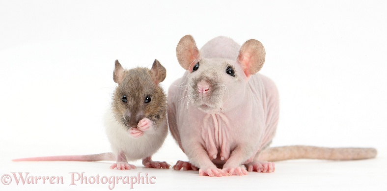 Sphynx Rat with baby Rex rat grooming, white background
