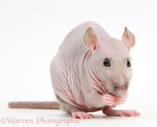 Sphynx Rat, white background