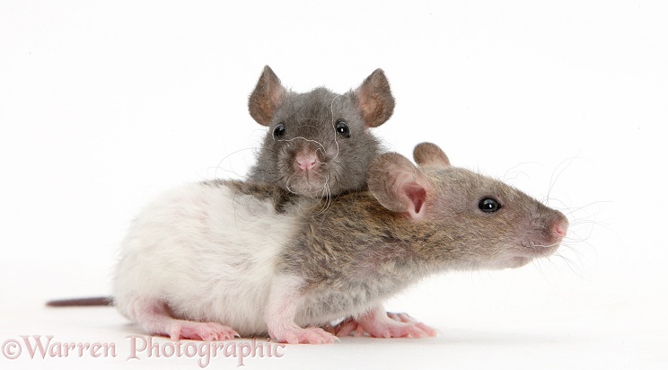 Two baby Rex rats, white background