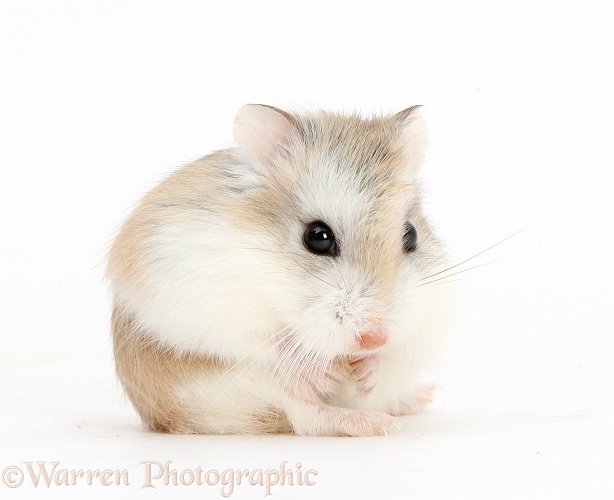 Roborovski Hamster (Phodopus roborovskii) sitting down after grooming, white background