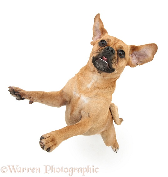 Puggle bitch, Polly, 1 year old, standing up, white background