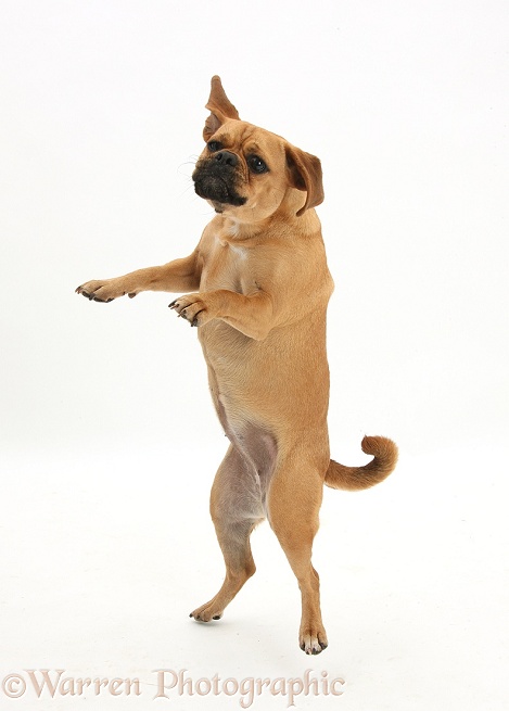 Puggle bitch, Polly, 1 year old, jumping up to catch a treat, white background