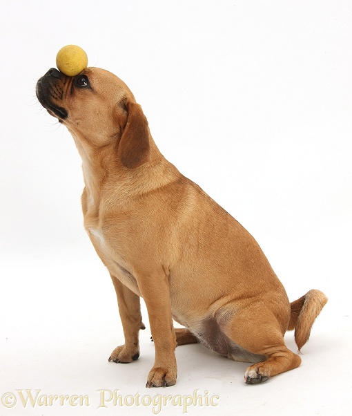 Puggle bitch, Polly, 1 year old, balancing a ball, white background