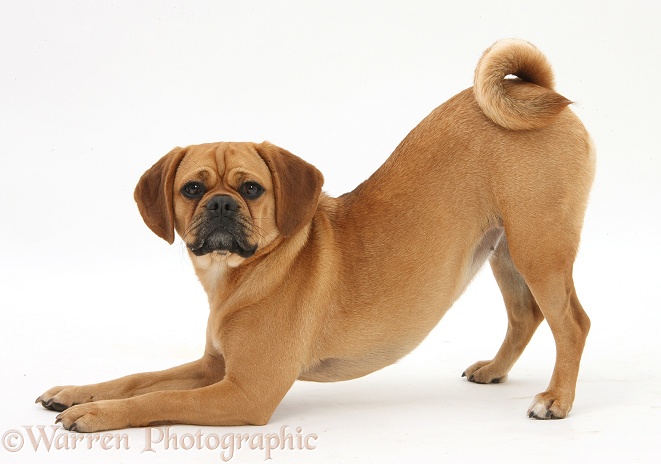 Puggle bitch, Polly, 1 year old, in play-bow stance, white background