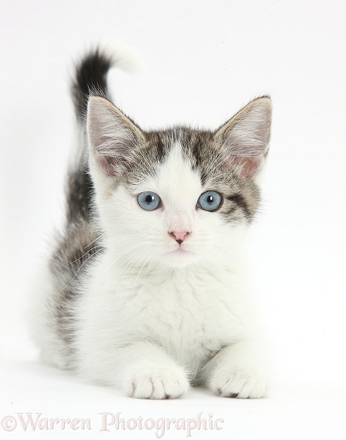 Blue-eyed tabby-and-white Siberian-cross kitten, 13 weeks old, white background