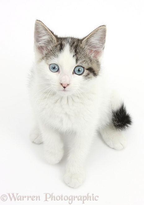 Blue-eyed tabby-and-white Siberian-cross kitten, 13 weeks old, white background