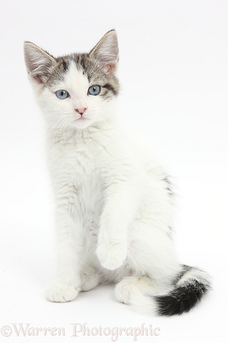 Blue-eyed tabby-and-white Siberian-cross kitten, 13 weeks old, sitting with one paw raised, white background