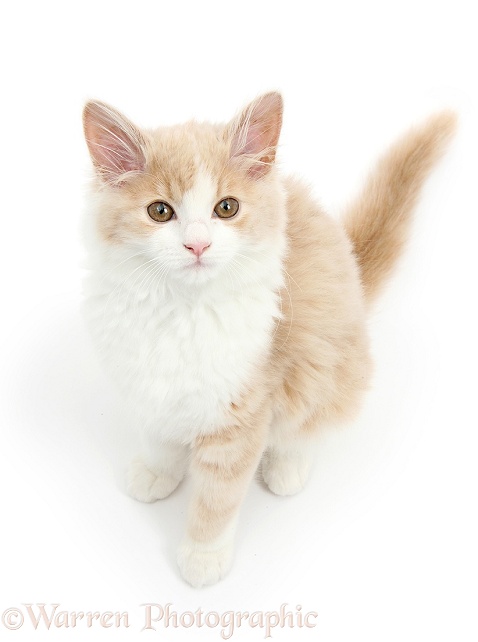 Ginger-and-white Siberian kitten, 16 weeks old, white background