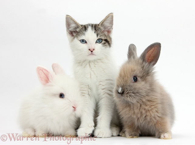 Blue-eyed tabby-and-white Siberian-cross kitten, 13 weeks old, with baby Lionhead rabbits, white background