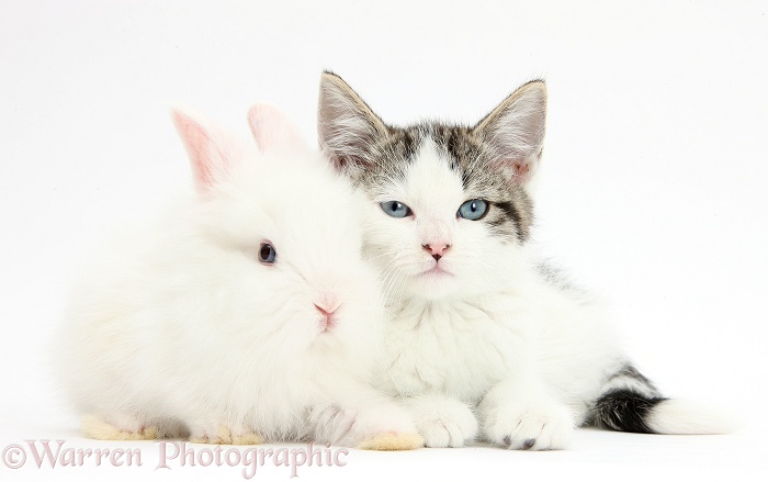 Blue-eyed tabby-and-white Siberian-cross kitten, 13 weeks old, with baby white Lionhead rabbit, white background