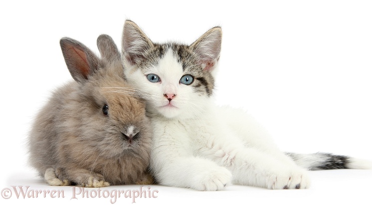 Blue-eyed tabby-and-white Siberian-cross kitten, 13 weeks old, with baby Lionhead rabbit, white background