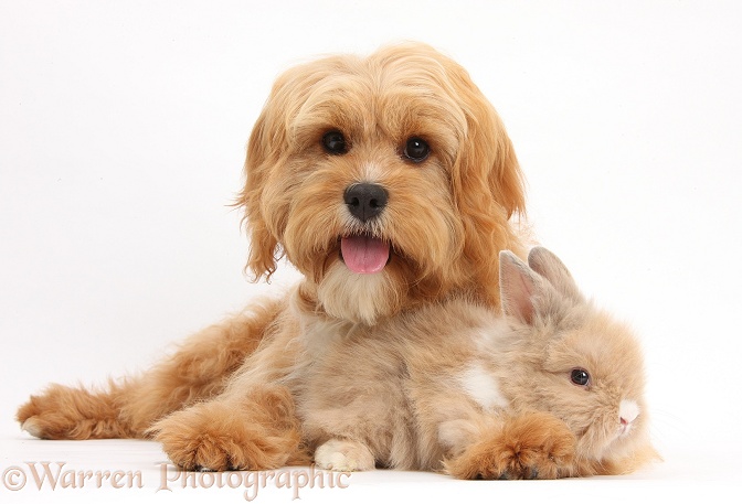 Cavapoo, 5 months old, with cute baby Lionhead rabbit, white background