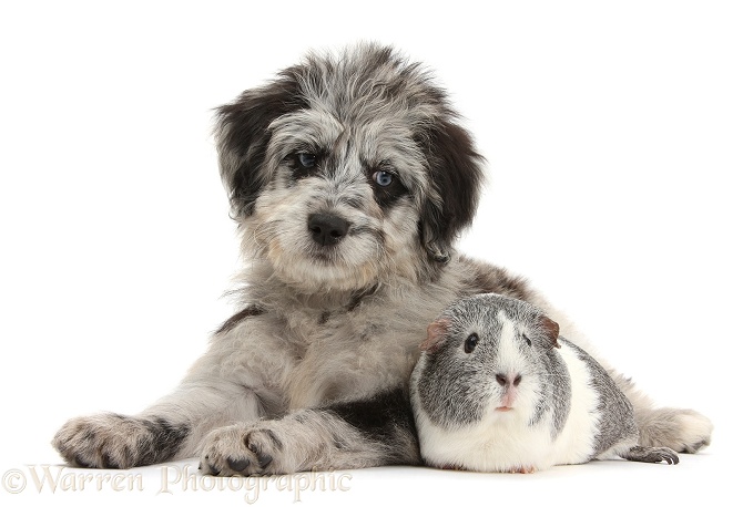 Blue merle Cadoodle puppy and Guinea pig, white background