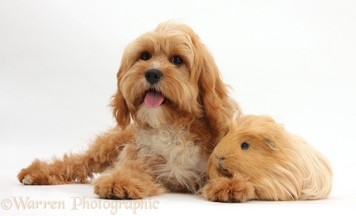 Cavapoo, 5 months old, with ginger Guinea pig, white background
