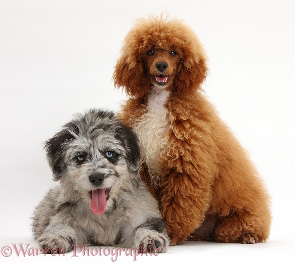 Blue merle Cadoodle puppy and adult red toy Poodle, white background