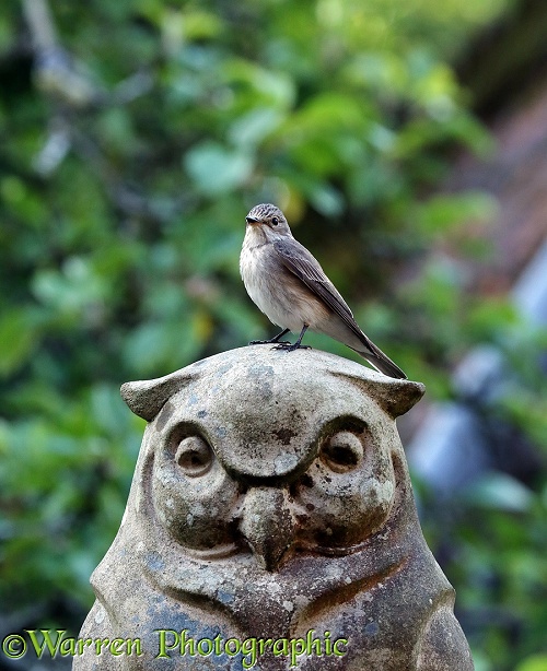 Spotted Flycatcher (Muscicapa striata) perched on a stone owl