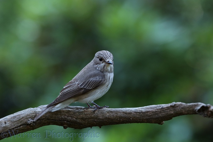Spotted Flycatcher (Muscicapa striata) perched on a dead branch