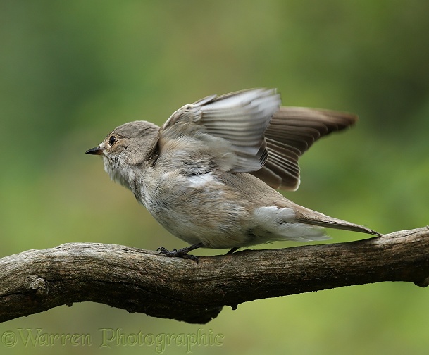 Spotted Flycatcher (Muscicapa striata) stretching its wings