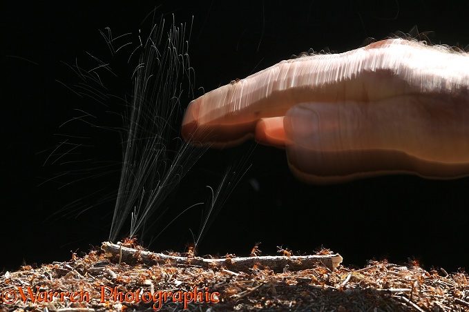 Wood Ants (Formica rufa) jetting formic acid at a human hand; 1/15 second exposure