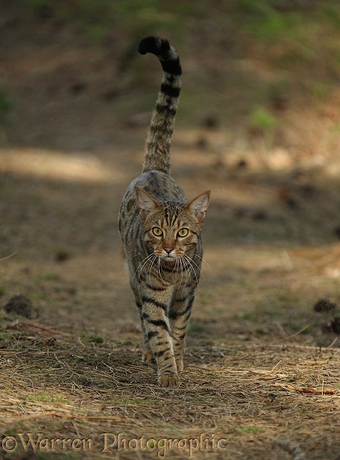 Bengal cat standing walking over pine needles