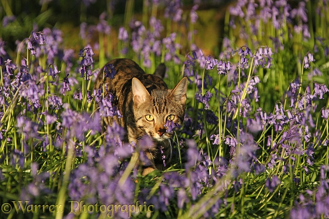 Bengal cat prowling through bluebells
