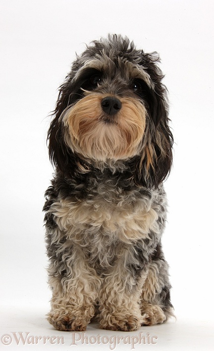 Cute tricolour merle Daxie-doodle dog, Dougal, sitting, white background