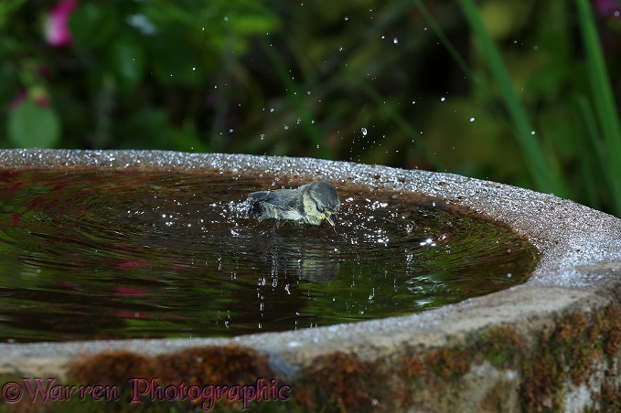 Blue Tit (Parus caeruleus) juvenile bathing in a birdbath