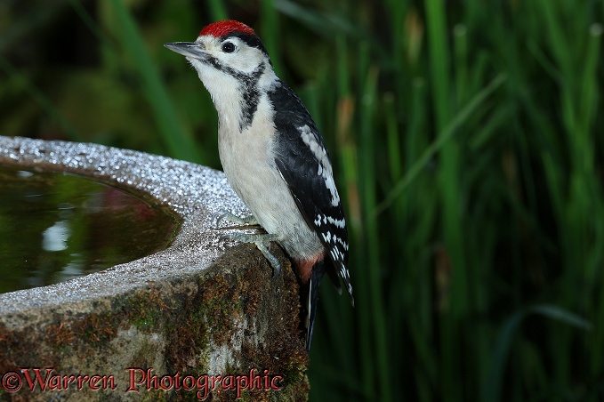 Great Spotted Woodpecker (Dendrocopos major) juvenile on birdbath 1