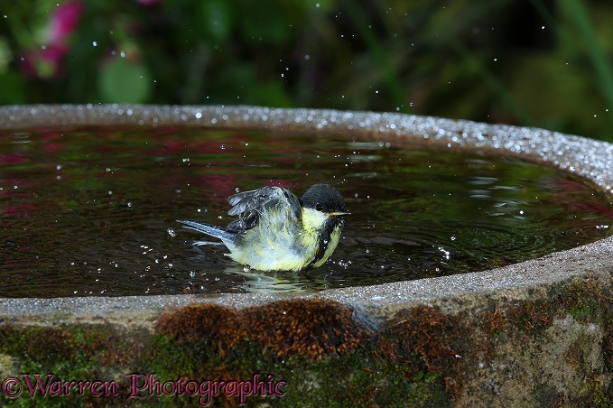 Great Tit (Parus major) bathing in a birdbath