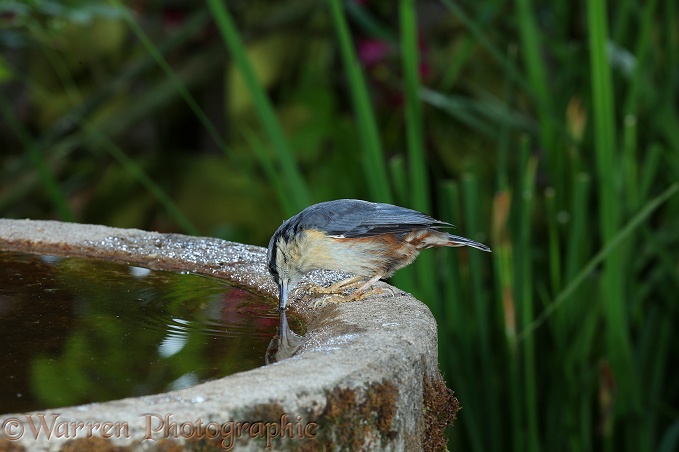 Nuthatch (Sitta europaea) drinking from a birdbath