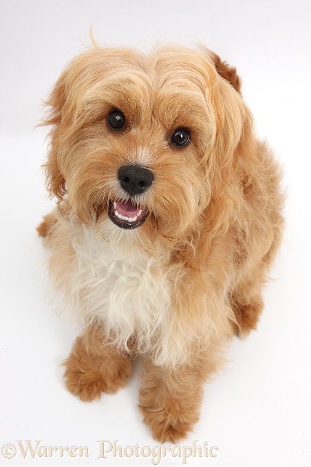 Cavapoo bitch, 5 months old, sitting and looking up, white background
