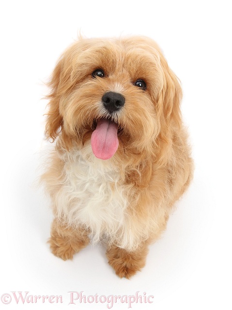 Cavapoo bitch, 5 months old, sitting and looking up, white background