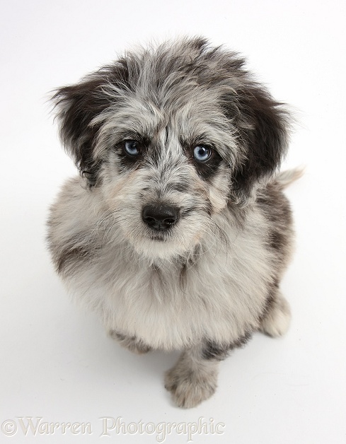 Blue merle Cadoodle puppy, white background