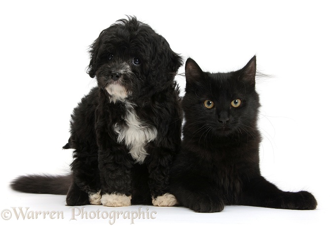 Black-and-white Cavapoo pup and black Maine Coon kitten, white background