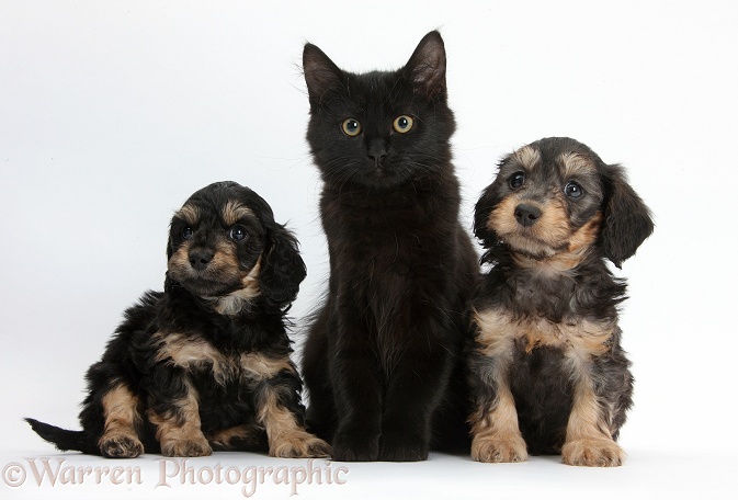 Black Maine Coon kitten and cute Daxiedoodle puppies, white background