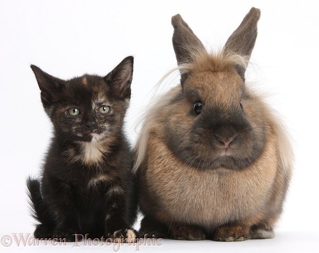 Black-tortoiseshell kitten and Lionhead-cross rabbit, white background