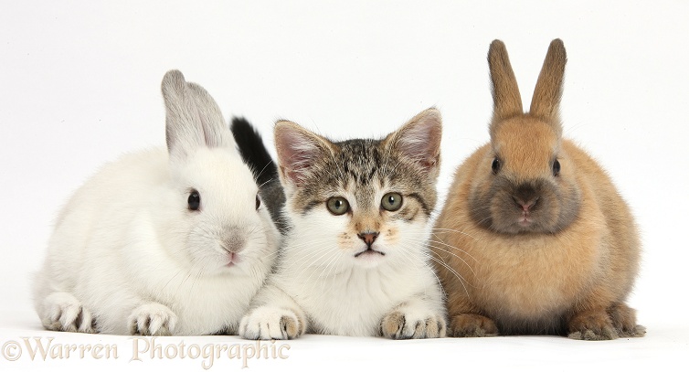Tabby-and-white kitten with baby rabbits, white background