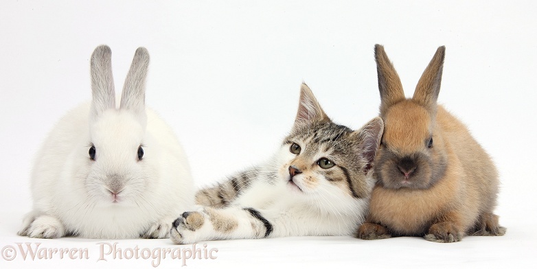 Tabby-and-white kitten with baby rabbits, white background