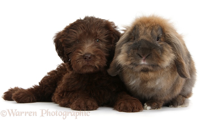 Chocolate Labradoodle puppy, 9 weeks old, with Lionhead Lop rabbit, Dibdab, white background