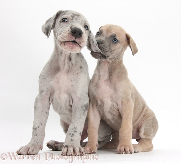 Two Great Dane puppies sitting together, one pulling the other's ear, white background