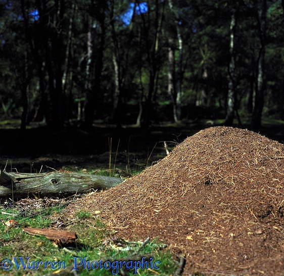 Wood Ant (Formica rufa) nest in pine forest